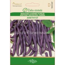 Семена Фасул лилав / Amethyst, Purple podded / 'SK -1 оп