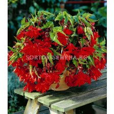 НОВО! Бегония каскадна Рууд /Begonia pendula rood/ 