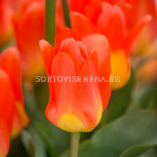 Лале /Tulip Oracle/ 10/11