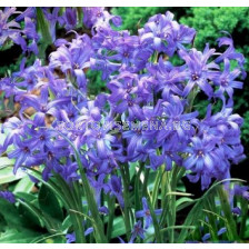 Иксиолирион Tataricum - 1 бр 