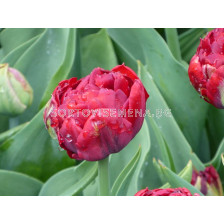Лале /Tulip Red Baby/ 1 бр