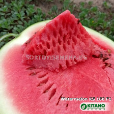 Семена Дини Кинби - Watermelon Kinbi (KS 160) F1 