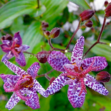 Трициртис / Tricyrtis Hirta / 3 бр