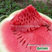 Дини Кинби - Watermelon Kinbi (KS 160) F1 