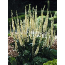 Цимицифуга / Cimicifuga Cordifolia / 1 бр