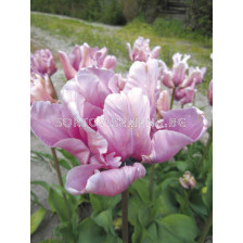Лале /Tulip James Last/ 1 бр