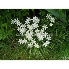 Чадърест гарвански лук /Ornithogalum umbellatum/ 1 оп (25 бр )