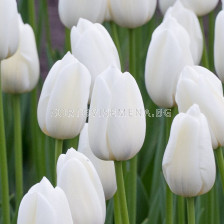 Лале /Tulip Clearwater'/ 11/12