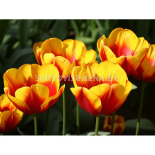 Лале Andre Citroen 1 бр