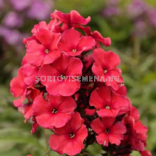 Флокс -Phlox Paniculata Miss Mary - 1 бр			