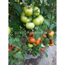 Семена домати Витара (Vitara F1;Runner)Фито- 250 сем