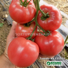 Семена домати Хонока (KS 1157) F1