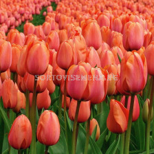 Лале /Tulip Darwin orange '/ 10/11