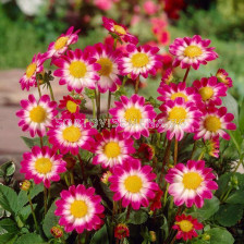 Далия Sweetheart / 1 корен