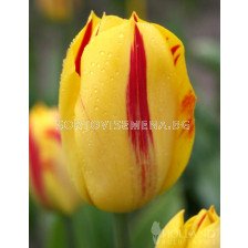 Лале (Tulip) Washington