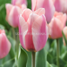 Лале /Tulip Apricona/ 11/12