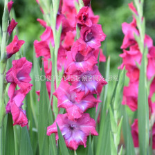 Гладиол Lumierre - Gladiolus large-flowered  'Lumierre - 1бр.