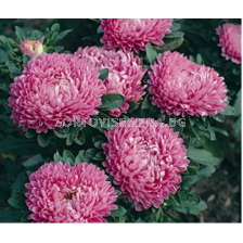 Астра / Callistephus chinensis dwarf Milady pink/ LG - 1 оп