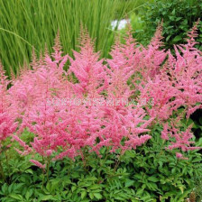 НОВО! Астилбе розово/ ASTILBE CATTLEYA/