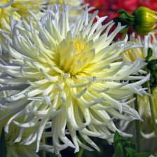 Далия /Dahlia cactus White Star/ 1 коренище