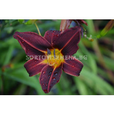 Хемерокалис Черен принц / Hemerocallis Black Prince / 1 бр 