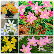 Зефирантус микс / Zephyranthus mix / 10 бр 