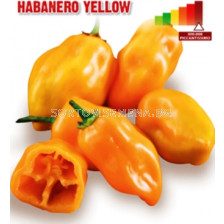 Семена Пикантен пипер Хабанеро (чушки) Habanero Yellow "SG