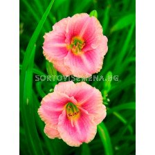 Хемерокалис / HEMEROCALLIS LITTLE ANNA ROSA / 1 бр
