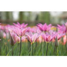 Лале Lilyrosa 1 бр