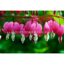 Дамско сърце / Dicentra Spectabilis / 1 бр