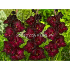 Гладиол Gladiolus Black Surprise 1 бр