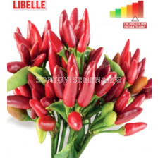 Семена Пикантен пипер Libelle "SG