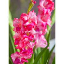 Гладиол мини / Gladiolus Mini Charm / 1 бр