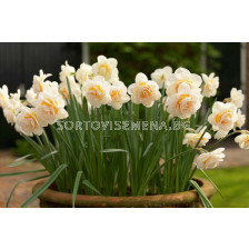 Нарцис /Narcissi double 'Bridal Crown'/ 1 бр
