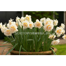 Нарцис /Narcissi double 'Bridal Crown'/ 