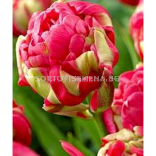 Лале Renown Unique /Special edition/ - sortovisemena.bg Лале Renown Unique /Special edition/