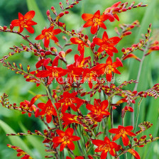 Крокосмия /Crocosmia 'Emberglow'/