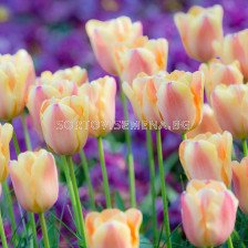 Лале /Tulip ''Apricot Foxx'/ 1 бр