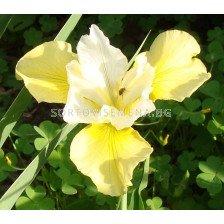 Ирис / Iris Siberica Summer Revels / 1 бр