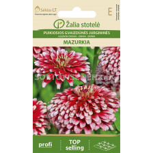 Циния Мазуркия- червено-бяла /ZINNIA MAZURKIA RED/ WHITE, DOUBLE/ SK - 0,5 г