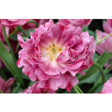 Лале Double Lilac Perfection 1 бр