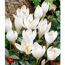 Минзухар (Crocus) speciosus Albus - 1бр