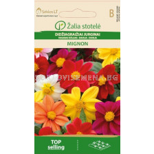 Лятна далия Мигнон микс /DAHLIA SUMMER, MIGNON MIX/ SK - 1,5 г