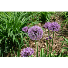 Декоративен лук aflatunense Purple Sensation - 1 бр.