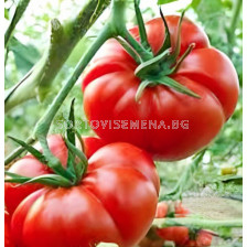 Семена домати 23-4 F1 /тип Марманде/ - 500 семена