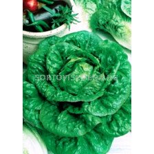 Семена Салата MORTARELLA VERDE D’INVERNO  SG