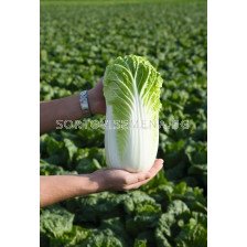 Семена Китайско Зеле Билко F1 BJ -1000 семена 