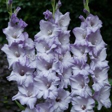 Гладиол / Gladiolus Sweet Blue /	 