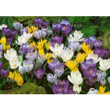 Минзухари вернус микс / Crocus vernus mix /