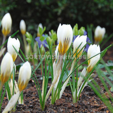 Минзухари  / Crocus chrysanthus 'Snowbunting' / 1 бр